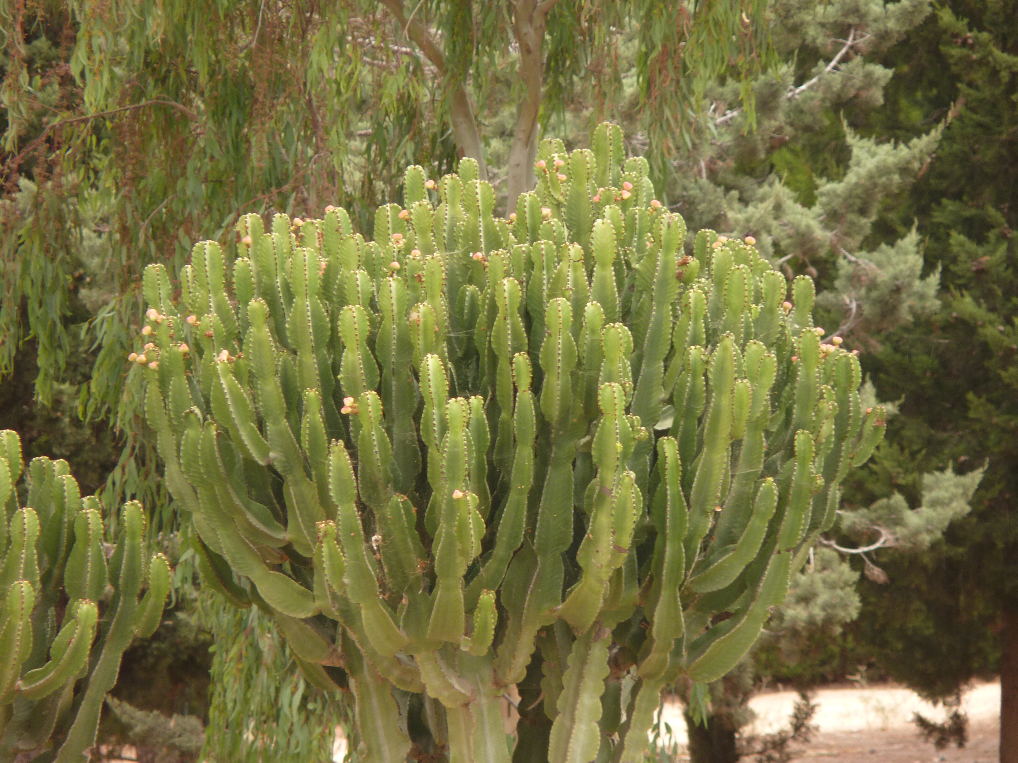 No s'ha trobat l'arxiu